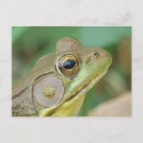 Buscar rana verde postales Ranas