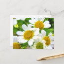 Buscar florece margaritas postales Para ella