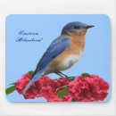 Buscar bluebird electronica Bluebird del este