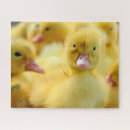 Buscar groupe Animal