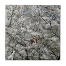 Buscar plantas florecientes azulejos Naturaleza