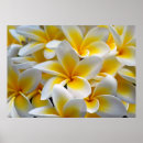 Buscar frangipani posters Tropical