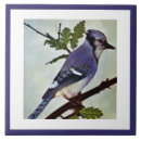 Buscar bird azulejos Adorable