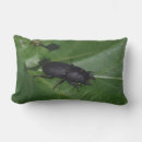 Buscar escarabajos cojines Insectos