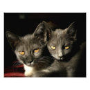 Buscar gatos fotografía Gris
