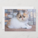Buscar persian tarjetas Persa