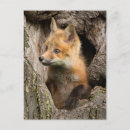 Buscar escondite postales Animal