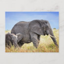 Buscar elefante africano postales Tanzania
