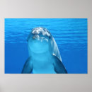 Buscar delfín lindo posters Océano