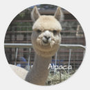 Buscar alpaca pegatinas Escuela