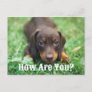 Buscar cachorro postales Dulce