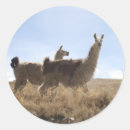 Buscar lamas postales Alpaca