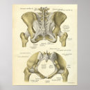 Buscar ligamentos posters Anatomía
