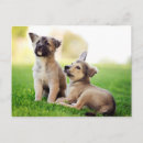 Buscar pastor aleman postales Animal