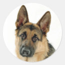 Buscar alem pegatinas Perro