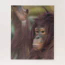 Buscar orangutanes puzzles Borneo