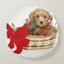 Buscar caniche blanco cojines Animal