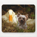Buscar yorkshire alfombrillas de raton Yorkies