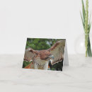 Buscar aves rapaces tarjetas Pájaros