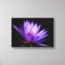 Buscar lirio de agua lienzos Flores