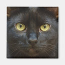 Buscar halloween fantasmagorico imanes Gato