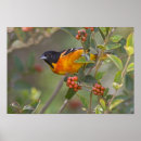 Buscar migración posters Animal