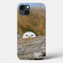 Buscar el birding electronica Aves rapaces