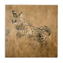 Buscar especie azulejos Adulto