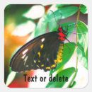 Buscar mariposa negra pegatinas Insecto