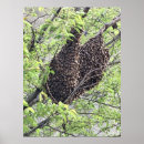 Buscar enjambre posters Para todos