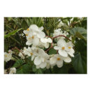Buscar begonias posters Naturaleza