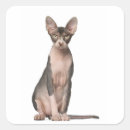 Buscar 9 meses pegatinas Felino