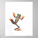 Buscar ranas posters Reptiles