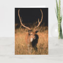 Buscar cínicas tarjetas Vida silvestre