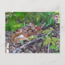 Buscar bambi postales Naturaleza
