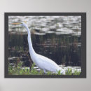 Buscar hembra fotografía Pájaros
