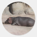 Buscar hippopotamus postales África