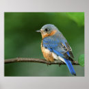 Buscar nature posters Feather