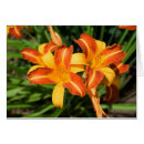 Buscar hemerocallis Naranja
