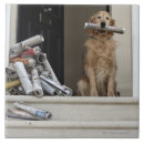 Buscar golden retriever azulejos Al aire libre