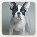 Buscar french bulldog posavasos Young animal