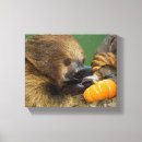 Buscar fotos de animales salvajes posters Fotografía de la fauna