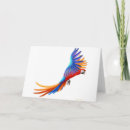 Buscar macaw tarjetas Jacinto
