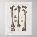 Buscar medical arte Anatomy