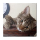 Buscar ojos grandes azulejos Gatito