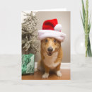 Buscar corgi galés tarjetas Fotografía