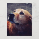 Buscar el mejor amigo del hombre postales Perro