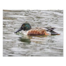 Buscar cuchara fotografía Patos