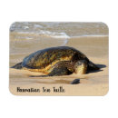 Buscar tortuga hawaiana imanes Hawaii