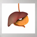 Buscar sistema digestivo humano posters Ilustraciones biomédicos